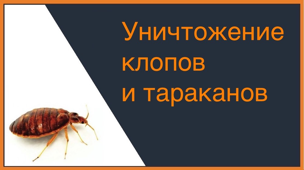 Уничтожение клопов и тараканов во Владимире