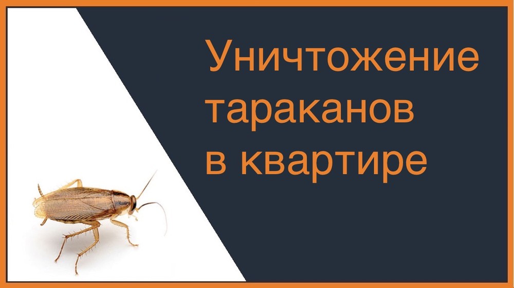 Уничтожение тараканов в квартире во Владимире