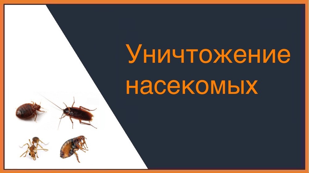 Уничтожение насекомых во Владимире