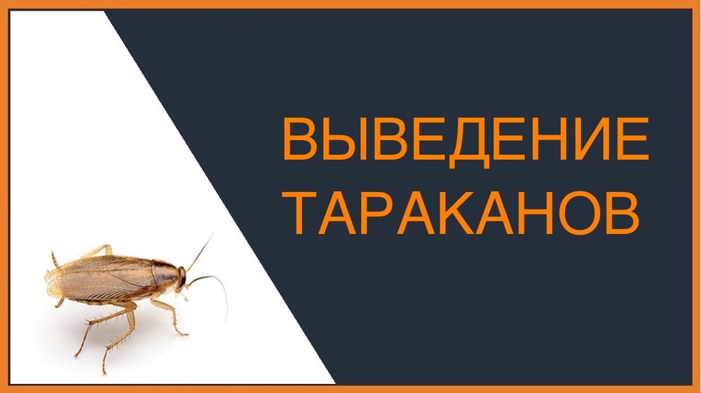 Выведение тараканов во Владимире