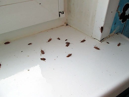 Дезинфекция от тараканов во Владимире – цены
