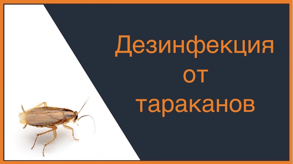 Дезинфекция от тараканов во Владимире