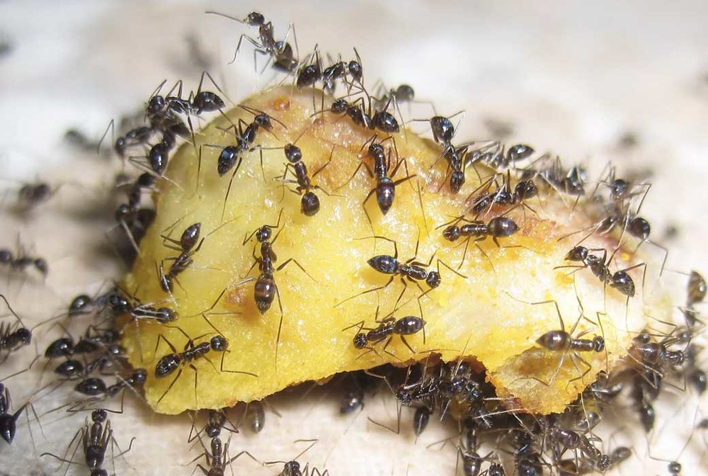 Уничтожение муравьев в квартире во Владимире
