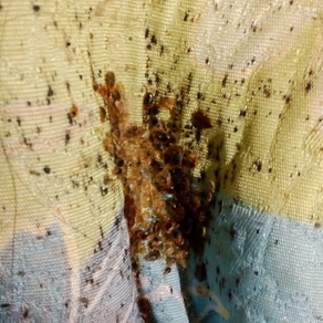 Уничтожение насекомых во Владимире (гостинка)