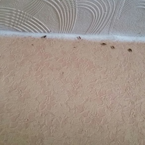 Выведение тараканов в квартире цена Владимир