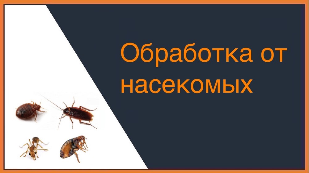 Обработка от насекомых во Владимире