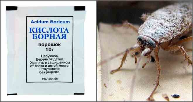 Борная кислота от тараканов – отзывы во Владимире